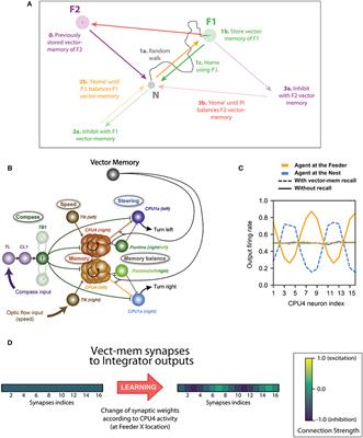 The Central Complex as a Potential Substrate for Vector Based Navigation